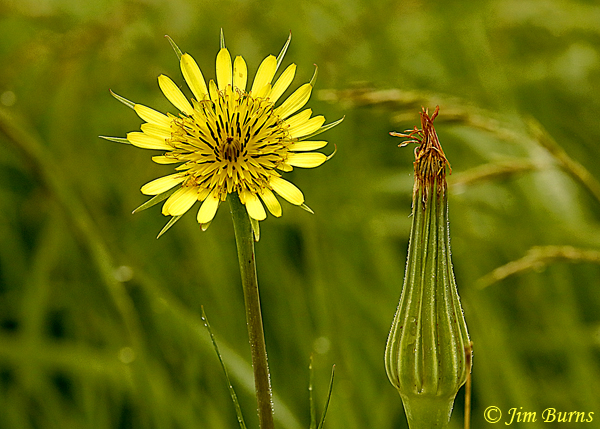 Yellow Goat's Beard, Minnesota--3842