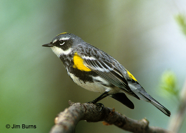 Yellow-rumped Warbler (Myrtle)
