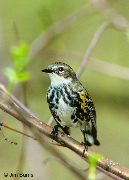 Yellow-rumped Warbler (Myrtle) female