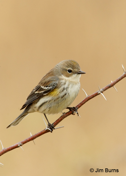 Yellow-rumped Warbler (Myrtle) juvenile