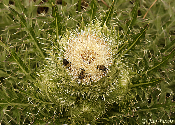 Yellow Thistle with bees, Florida-7519
