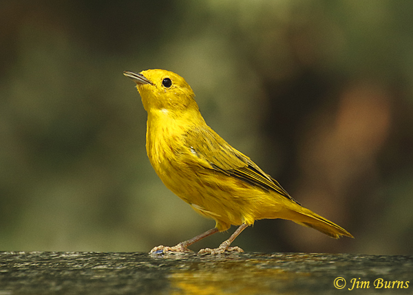 Yellow Warbler close-up--1963