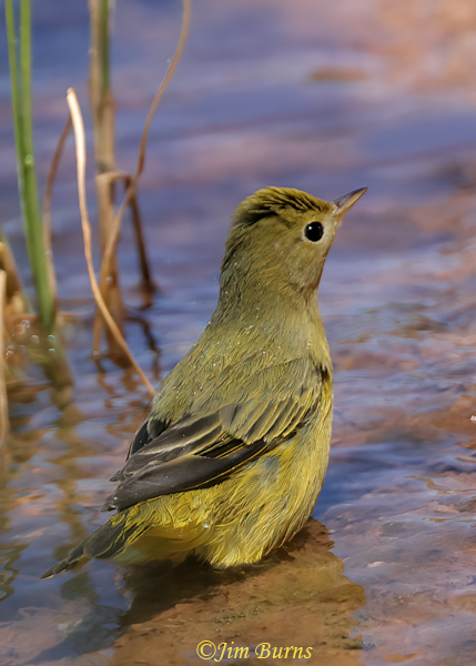 Yellow Warbler first fall male bathing--2932