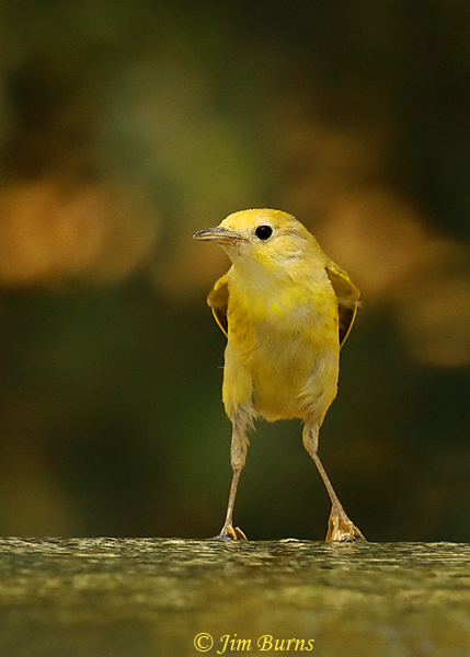 Yellow Warbler fledgling at waterhole--3435