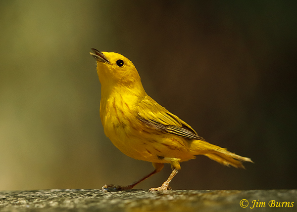 Yellow Warbler male at waterhole--3644