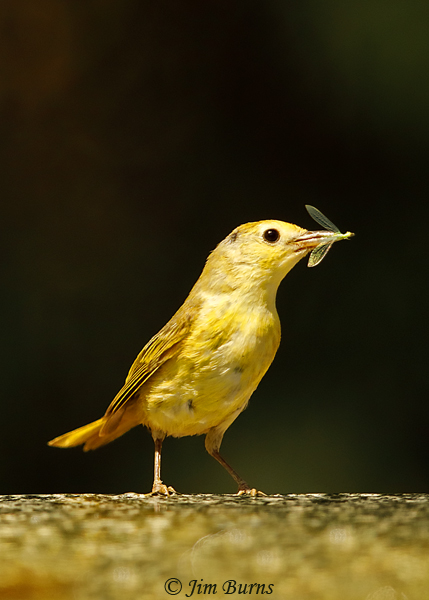 Yellow Warbler juvenile at waterhole with Mayfly--3666