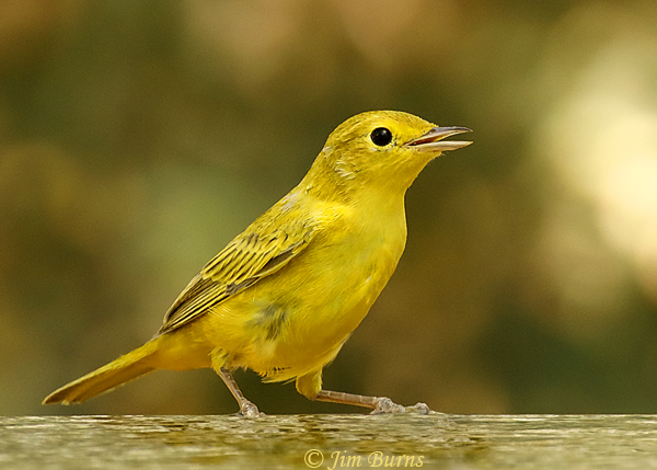 Yellow Warbler juvenile at waterhole #3--4306