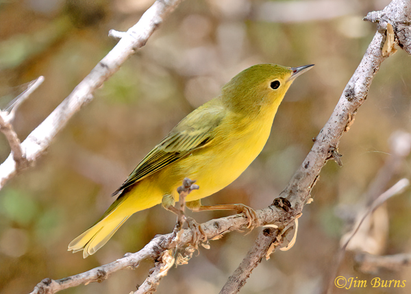 Yellow Warbler first fall female--5723