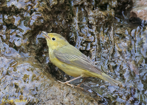 Yellow Warbler juvenile drinking at seep--8757