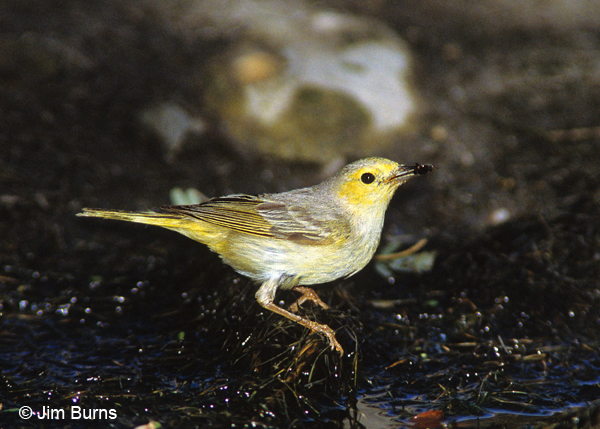 Yellow Warbler immature with bugs