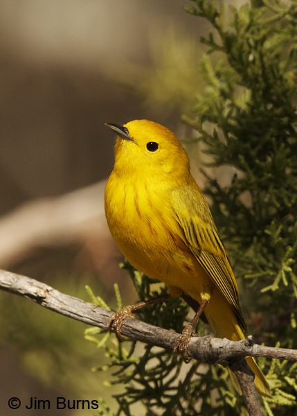 Yellow Warbler male in Juniper