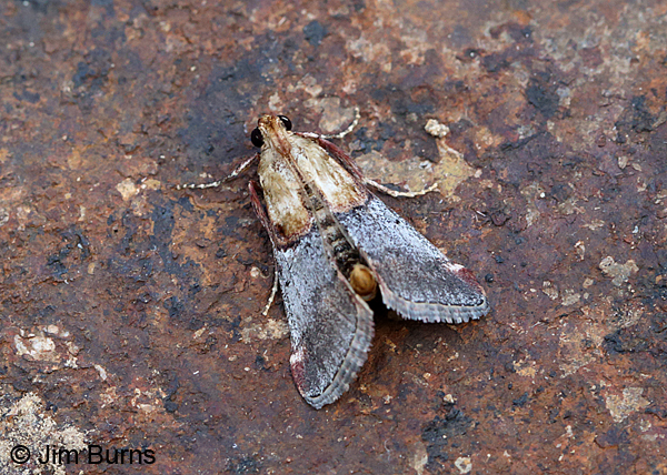 Yellow-based Cacozelia Moth, Arizona