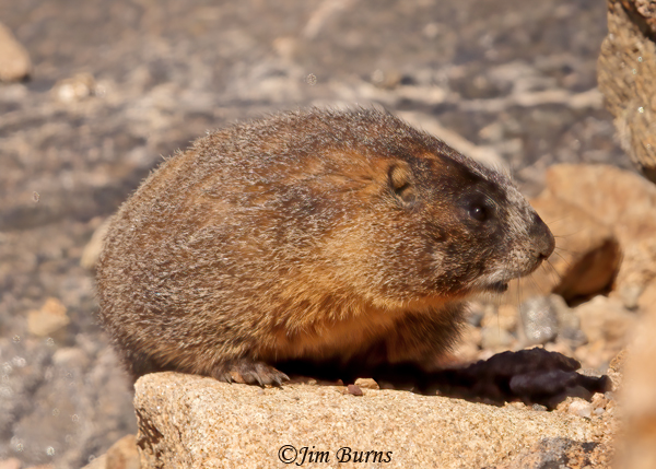 Yellow-bellied Marmot portrait--1059
