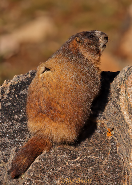 Yellow-bellied on lookout--1061