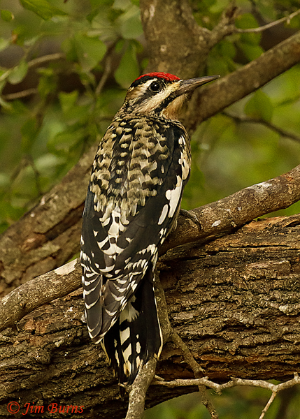 Yellow-bellied sasucker first year female--8014