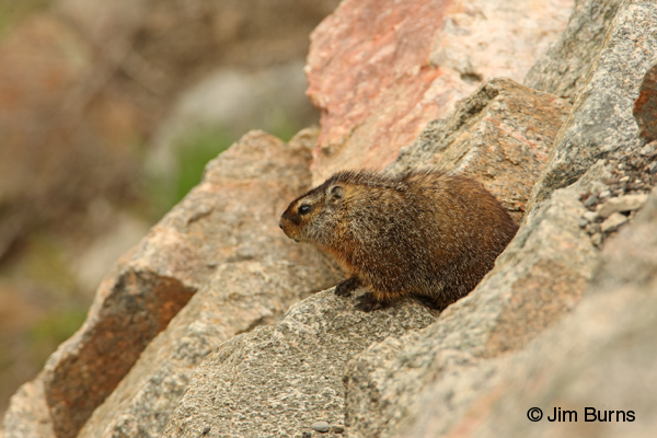 Yellow-bellied Marmot at den