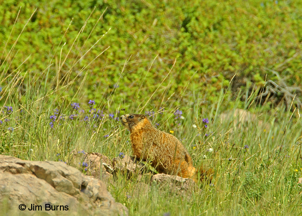 Yellow-bellied Marmot in flowers