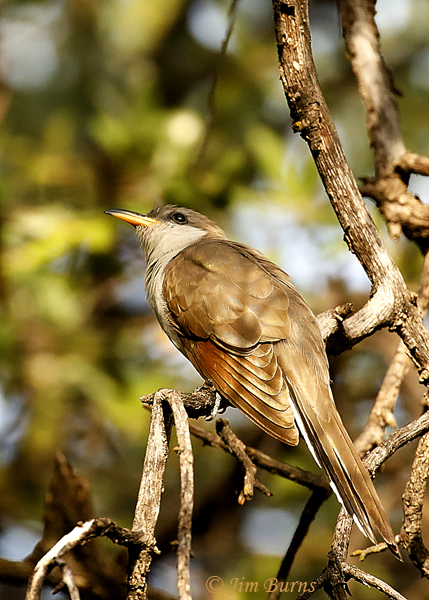 Yellow-billed Cuckoo--4755