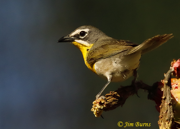 Yellow-breasted Chat on Saguaro fruit--4220