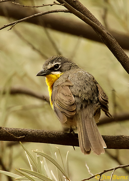 Yellow-breasted Chat dorsal view--4769