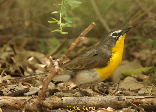 Yellow-breasted Chat female preparing to jump to nest--0535