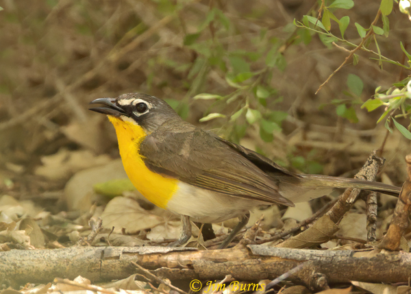 Yellow-breasted Chat female singing on the ground--0539