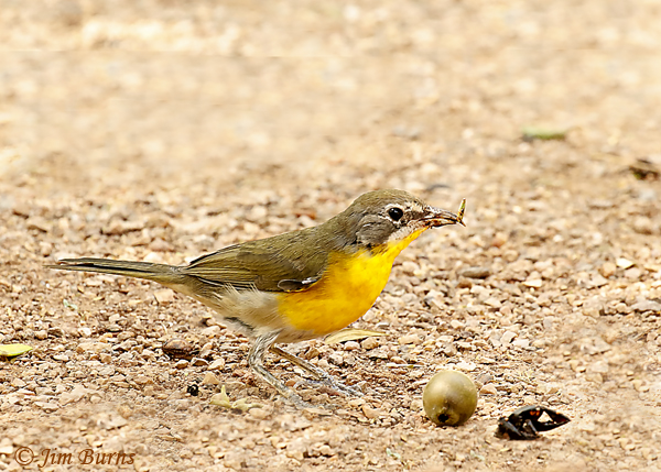 Yellow-breasted Chat immature with persimmon--6897