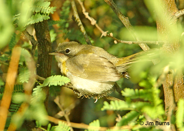 Yellow-breasted Chat fledgling