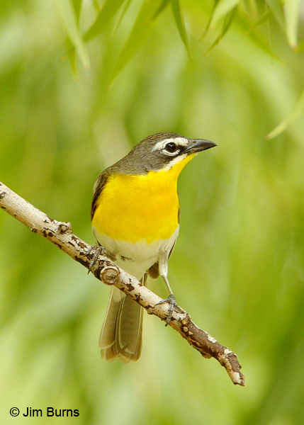 Yellow-breasted Chat