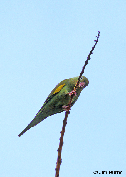 Yellow-chevroned Parakeet