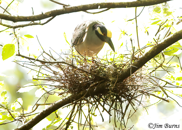 Yellow-crowned Night-Heron on nest--7041