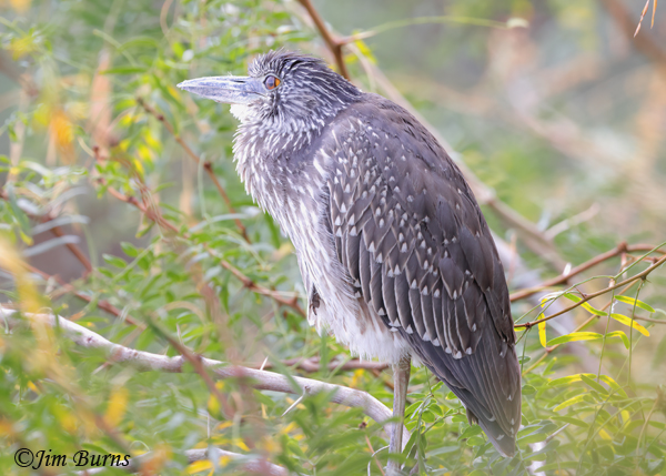 Yellow-crowned Night-Heron juvenile nictitating membrane--9520