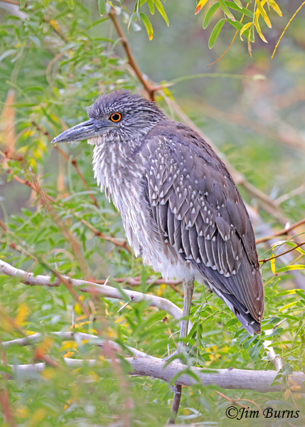 Yellow-crowned Night-Heron juvenile on perch--9562