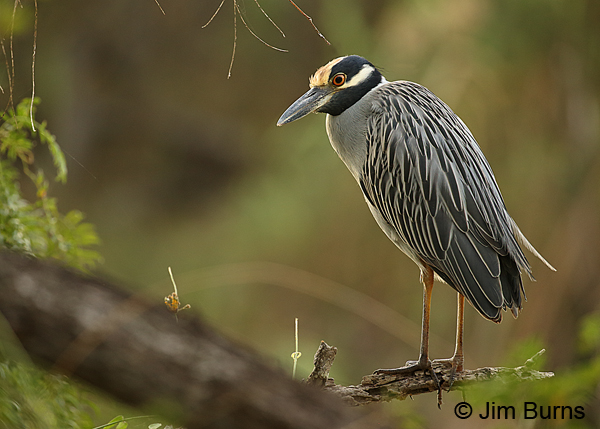 Yellow-crowned Night-Heron adult