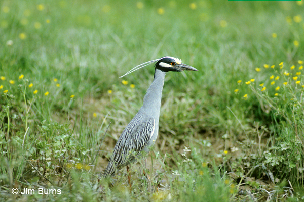 Yellow-crowned Night-Heron blooms & plumes