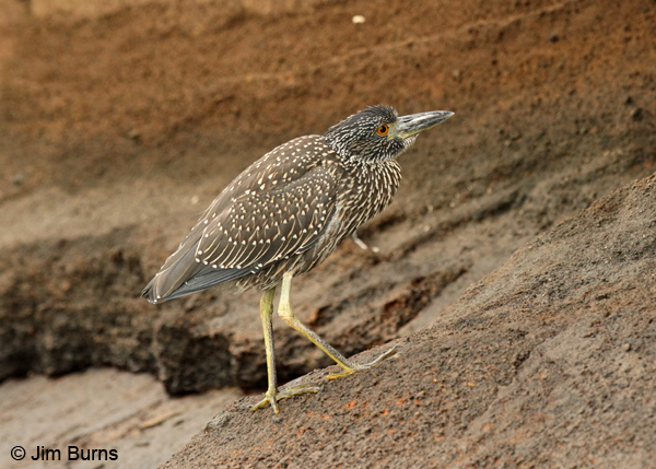 Yellow-crowned Night-Heron juvenile