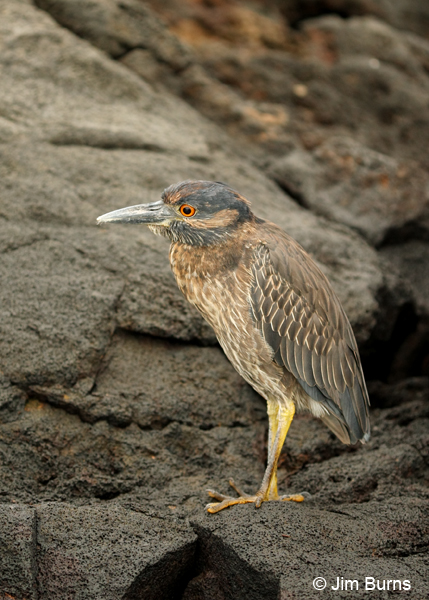 Yellow-crowned Night-Heron immature