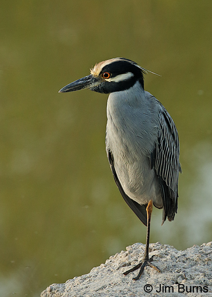 Yellow-crowned Night-Heron on patrol