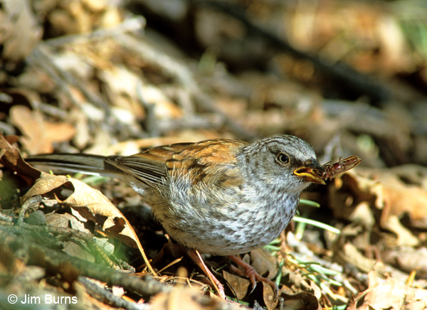 Yellow-eyed Junco juvenile with beetle