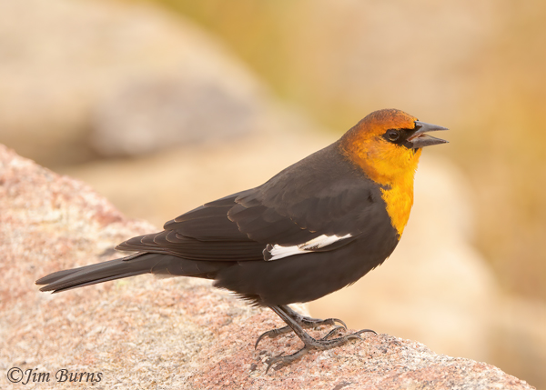 Yellow-headed Blackbird male at 12,000 feet in tundra--1607