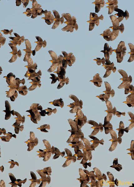 Yellow-headed Blackbird wallpaper #4----2563