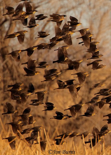 Yellow-headed blackbird wallpaper #2--2695