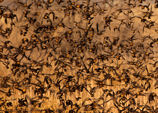Yellow-headed Blackbird wallpaper--3927