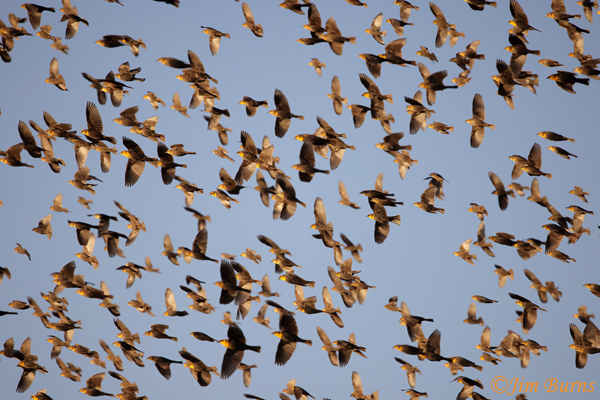 Yellow-headed Blackbird wallpaper #3--3991