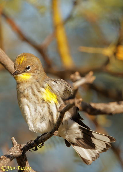 Yellow-rump Warbler (Audubon's) winter, showing undertail and crown patch--9416