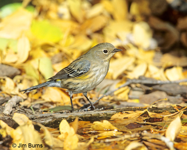 Yellow-rumped Warbler (Audubon's) first fall female