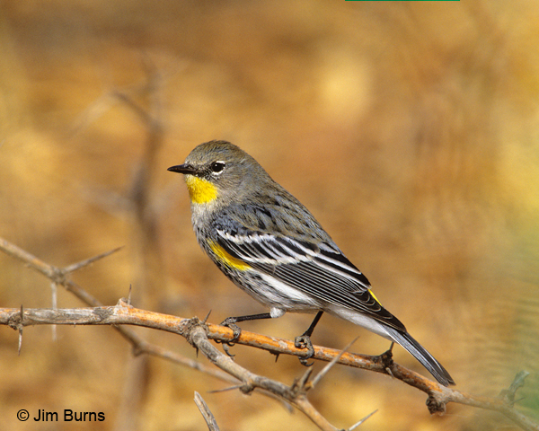 Yellow-rumped Warbler (Audubon's) female
