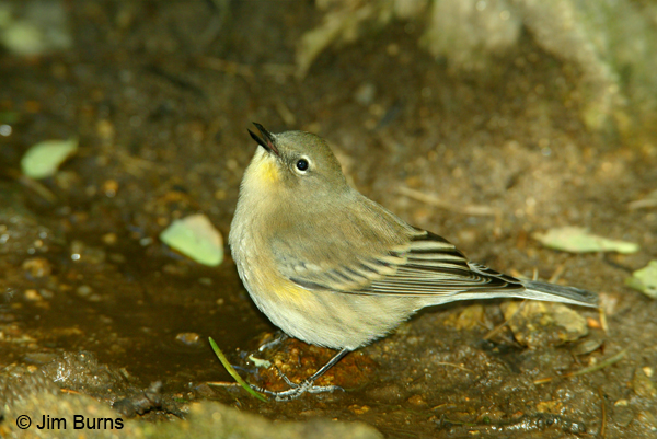 Yellow-rumped Warbler (Audubon's) juvenile