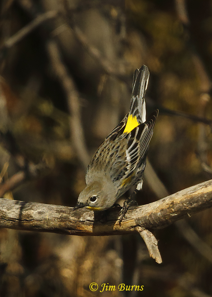 Yellow-rumped Warbler (Audubon's) male yellow rump--0609