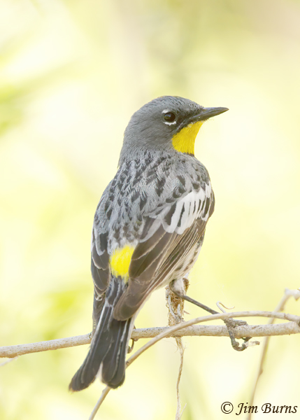 Yellow-rumped Warbler (Audubon's) dorsal close-up--3089